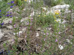 Image result for Micromeria