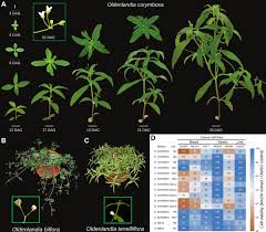 Image result for Oldenlandia affinis
