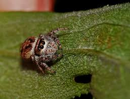 That's why at planet fitness white bear lake, mn we take care to make sure our club is clean and welcoming, our staff is friendly, and our certified trainers are. Pest Control In Apple Valley Rove Pest Control