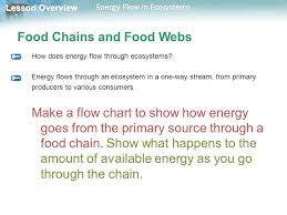 Lesson Overview Lesson Overview Energy Flow In Ecosystems