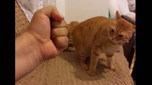 Sahibiyle Kavga Eden Kedi Videosunda Kim Hakli