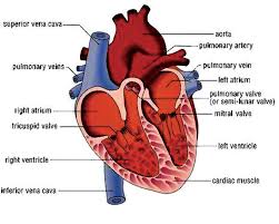Master blood vessels with diagrams and arteries and veins quizzes: Heart Simple Labeled Human Heart