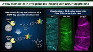 Maybe you would like to learn more about one of these? New Method For In Vivo Plant Cell Imaging With Snap Tag Proteins