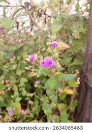 Image result for Vernonia cinerea