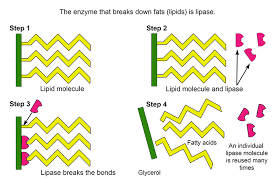 Image result for Lipase