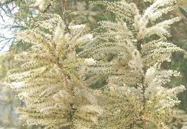 Image result for Grona ramosissima