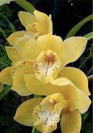 All Orange Flowers And Yellow Flowers Are Beautiful And With Meanings Of Their Own So Which Do You Prefer Beautiful Yellow Flowers Cymbidium Orchids Flowers
