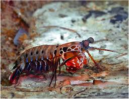 Jun 04, 2021 · this brightly colored crustacean is a peacock mantis shrimp. Peacock Mantis Saltwater Shrimp Arizona Aquatic Gardens