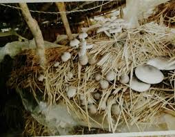Those of you that haven't read compost everything: Cultivation Of Paddy Straw Mushroom In Simple Way Low Cost Mushroom Production Shasyadhara Agriculture