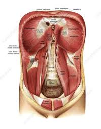 Torso people anatomy ligament diagram vertical archival no people. Diaphragm And Abdominal Muscles Illustration Stock Image C047 6052 Science Photo Library