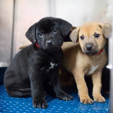While the color yellow is part of their namesake, their coats range from fawn or cream to butterscotch or a deep golden hue. Marietta Ga Labrador Retriever Meet Lab Mix Puppies A Pet For Adoption