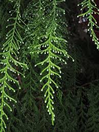 Image result for Cupressus funebris