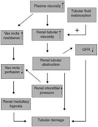 Contrast Induced Nephropathy Risk Factors Clinical