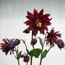 We did not find results for: Bordeaux Barlow Columbine Seeds Perennial Flower Seeds