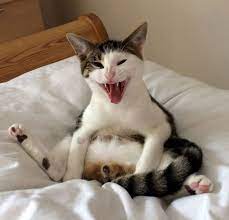 Cat Wakes Up To Discover He S Missing Some Parts And He S Not Happy About It Bored Panda