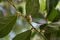 Image result for Diospyros inhacaensis