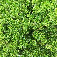 Maybe you would like to learn more about one of these? Buxus Microphylla Golden Dream Golden Dream Boxwood From Saunders Brothers Inc
