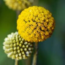 Check spelling or type a new query. Annual Flower Seeds Swallowtail Garden Seeds