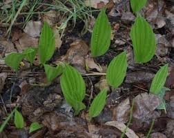 Image result for Nervilia