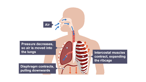 On a muscular person when the muscles stretch. Igcse Biology 2017 2 47 Understand The Role Of The Intercostal Muscles And The Diaphragm In Ventilation