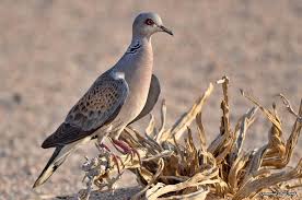 Pin By On Turtle Dove القـــمــــري Animals Bird