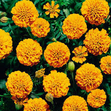 Maybe you would like to learn more about one of these? Marigold Plants Flowers Perennials Flower Seeds