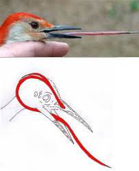 Bird With Red V On Back Of Head For Storage The Woodpeckers Barbed Tongue Is Curled Around The Back Of The Head Between The Skull And Skin Woodpecker Weird Animals Tongue
