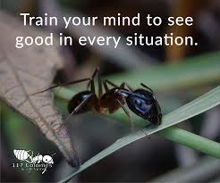 Train Your Mind To See Good In Every Situation Ants Antfarms Antfarmsforsale
