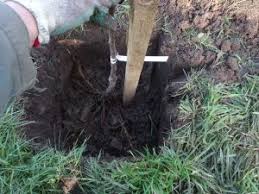 Newly planted trees and trees with minor storm damage may require staking and guying, which staking is often unnecessary. Planting Walcot Organic Nursery