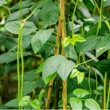 Image result for Vigna unguiculata
