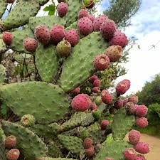 Image result for Cactaceae