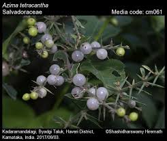 Image result for Salvadoraceae