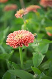 Grow Great Zinnias Floret Flowers Beautiful Flowers Garden Zinnias Flower Landscape