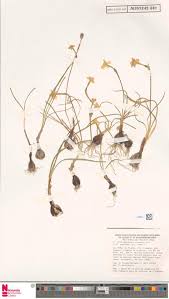 Image result for Rytigynia monantha