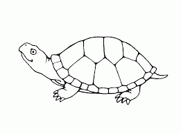 236 x 236 file type: Turtle Colouring Pictures Coloring Home