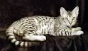 Ocicat Kittens for Sale - Adoptapet