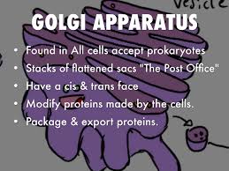 Check spelling or type a new query. Cell Biology By Kayla Gibson