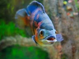 Oscar fish (also known as velvet cichlids) are an extremely popular freshwater fish in the aquarium community. How To Care For Oscar Fish Lovetoknow
