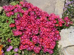 Maybe you would like to learn more about one of these? The Beginner S Guide To Xeriscape In Denver 5280