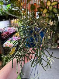 Image result for Rhipsalis baccifera