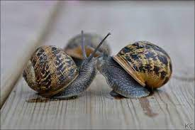 Snails Caracoles De Tierra Caracoles Animales