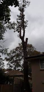 Tree Pruning Tree Removal Tree Pruning Tree Service