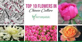 It is unusual to find a thanksgiving celebration without at least one sunflower around. Top 10 Flowers In Chinese Culture Know About Flowers In China