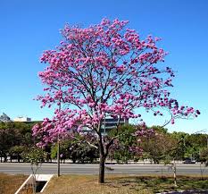 Image result for Handroanthus sp. near impetiginosus