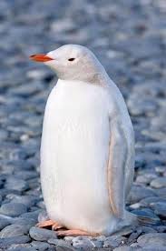 White Penguin Suzanne With A Z Prater Nadide Hayvanlar Vahsi Hayvanlar Penguen