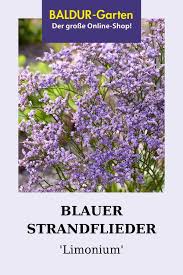 Pin Auf Flieder Sommerbluhende Gartenstraucher