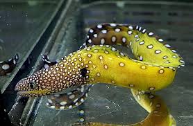 49 free images of moray. Juvenile Yellowmouth Moray Is Irresistibly Cute Reef Builders The Reef And Saltwater Aquarium Blog