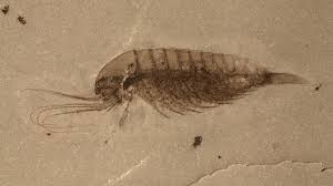 When fully assembled, the puzzles are poster size. Newly Found Chinese Fossils From 518 Million Years Ago Show Explosion Of Life Abc News