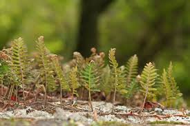 Image result for Pleopeltis