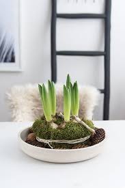 Diy Einfache Fruhlingsdeko Mit Hyazinthen Moos Und Getrockneten Beeren Hyazinthe Diy Blog Fruhlingsdeko